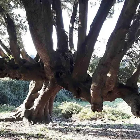 Stazzo Gallurese אכסניה *