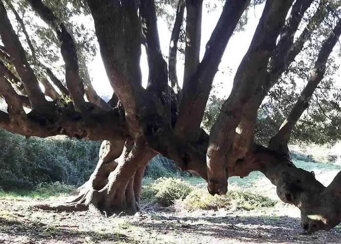 Stazzo Gallurese Hostal *